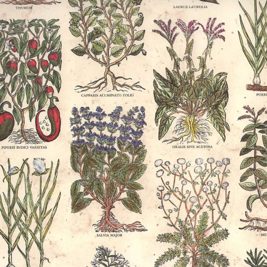 Mixed Herbs Italian Paper ~ Tassotti